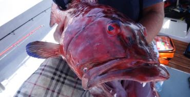 La pêche au gros dans l'océan indien , seul ou en groupe.