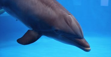 Les dauphins sont des animaux fascinants.