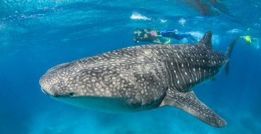 Le temps des requins baleine est arrivé !