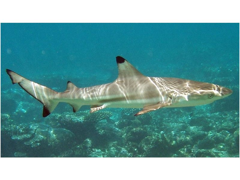requin pointe noire