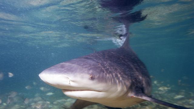 Le requin bouledogue