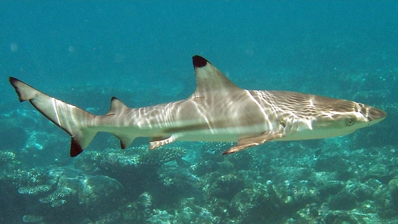 Le requin à pointes noires