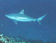 Le requin à pointes blanches